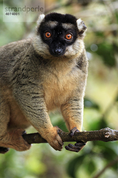 Schwarzkopfmaki  Brauner Lemur (Eulemur fulvus fulvus)  Adult  männlich  auf Baum  Portrait  Madagaskar  Afrika