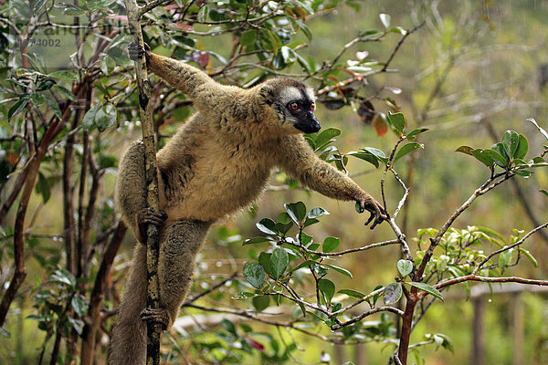 Schwarzkopfmaki  Brauner Lemur (Eulemur fulvus fulvus)  Adult  weiblich  auf Baum  Madagaskar  Afrika