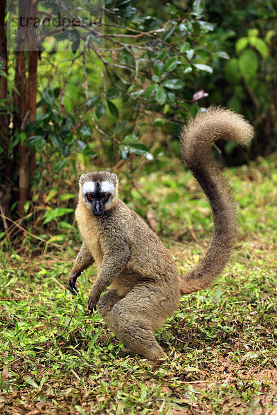 Schwarzkopfmaki  Brauner Lemur (Eulemur fulvus fulvus)  Adult  weiblich  am Boden  Madagaskar  Afrika