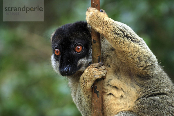Schwarzkopfmaki  Brauner Lemur (Eulemur fulvus fulvus)  Adult  männlich  auf Baum  Madagaskar  Afrika