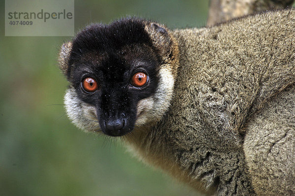 Schwarzkopfmaki  Brauner Lemur (Eulemur fulvus fulvus)  Adult  männlich  Madagaskar  Afrika