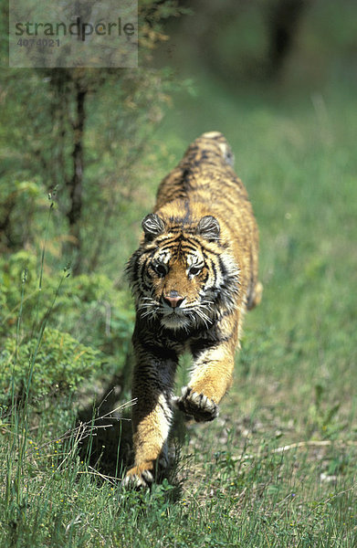 Sibirischer Tiger (Panthera tigris altaica)  Adult  laufend  Vorkommen: Asien