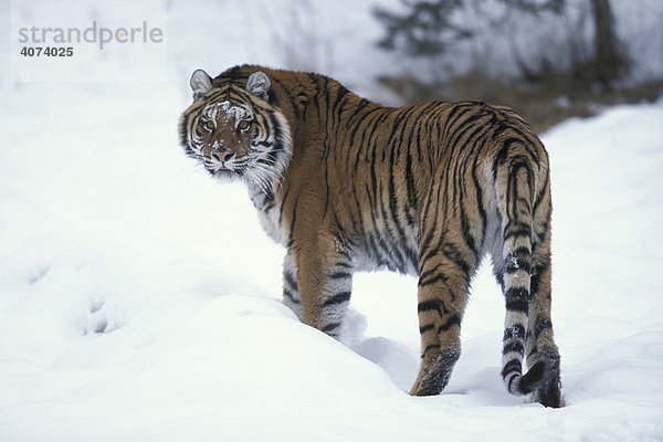 Sibirischer Tiger (Panthera tigris altaica)  Adult  im Schnee  Vorkommen: Asien