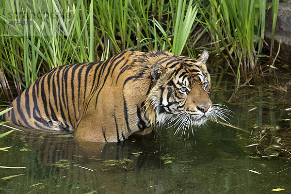 Sumatra-Tiger (Panthera tigris sumatrae)  adult  im Wasser  Vorkommen: Sumatra  Asien