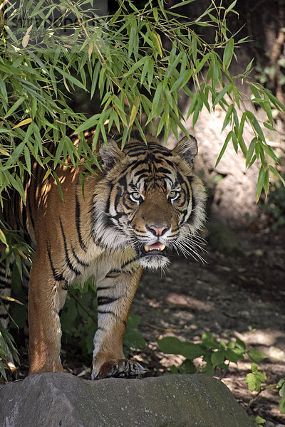 Sumatra-Tiger (Panthera tigris sumatrae)  adult  Vorkommen: Sumatra  Asien