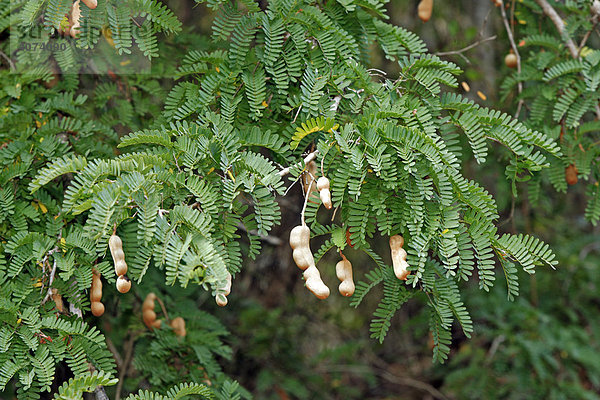 Tamarinde (Tamarindus indica)  Frucht  Madagaskar  Afrika