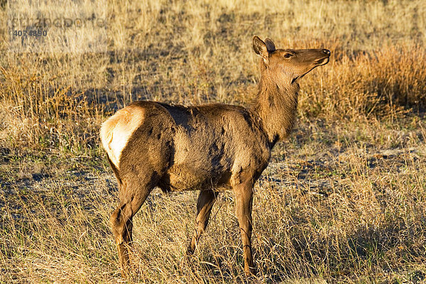 Elk  Wapiti (Cervus canadensis)  weiblich  Rind  Morgenlicht  Yukon-Territorium  Kanada