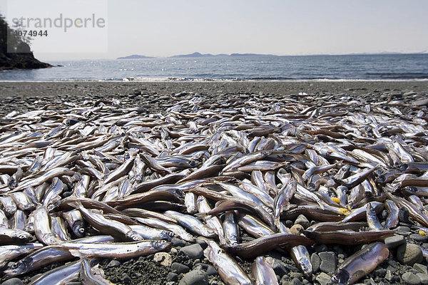 Laichende  sterbende Heringe am Strand  Pazifikküste  Prince William Sound  Alaska  USA
