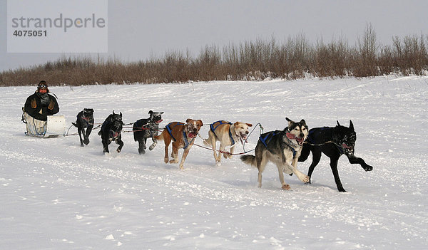 Inuit bei einem Schlittenhunderennen auf dem Eis  Mackenzie River  traditioneller Hundeschlitten  Inuvik  Nordwest-Territorien  Kanada  Nord Amerika