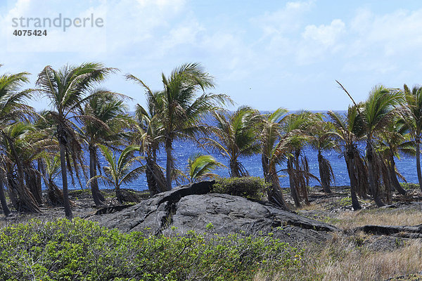 Erkaltete Lava und Palmen im Volcano-Park an der Südküste von Big Island  Hawaii  USA