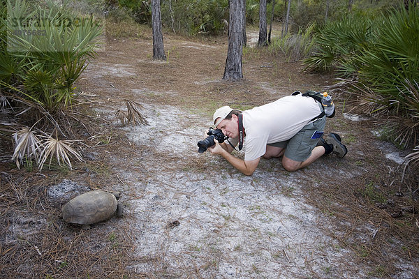 Fotograf beim Fotografieren einer freilebenden Gopher Schildkröte (Gopherus polyphemus)  Florida  USA