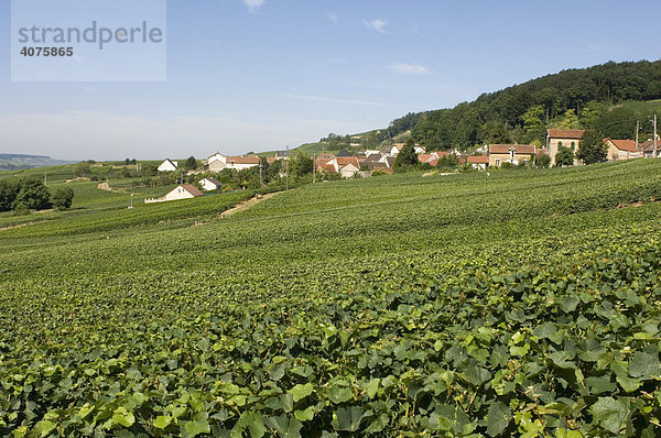 Häuser und Weinberge  Chatillon sur Marne  Champagne  Frankreich  Europa