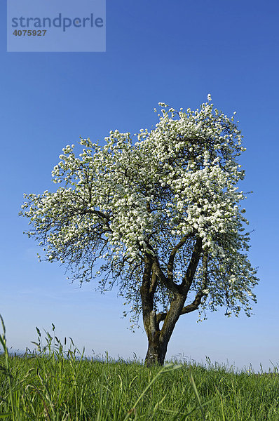 Apfelbaum in der Blüte  Schweiz  Europa