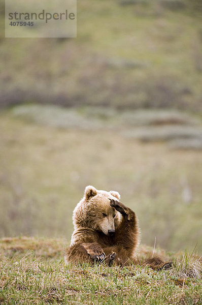 Braunbär (Ursus arctos)  Denali National Park  Alaska  Amerika