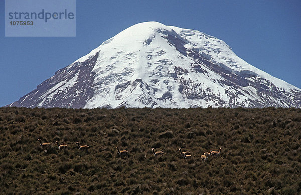 Vulkan Chimborazo  Ecuador  Südamerika