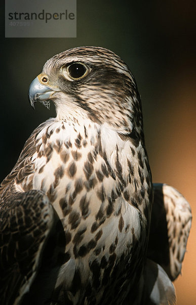 Würgfalke oder Sakerfalke (Falco cherrug)