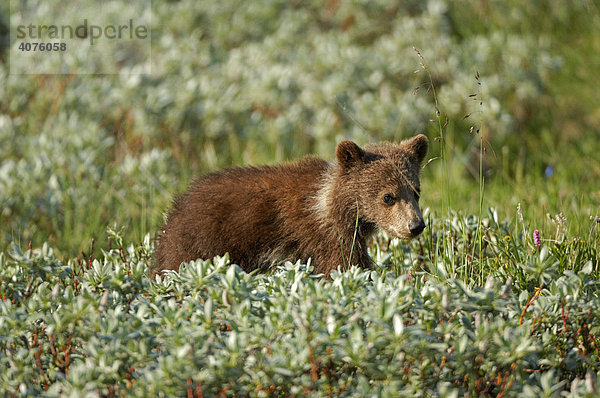 Kleiner Braunbär (Ursus arctos) im Denali National Park  Alaska  USA