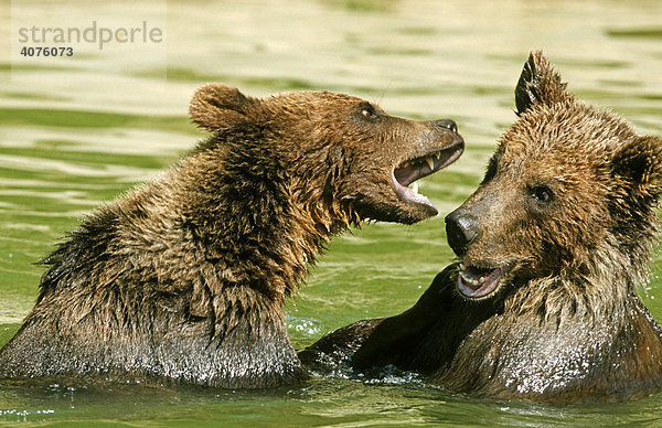 Braunbär (Ursus arctos)  zwei Jungbären spielen