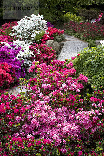 Blühender Rhododendron-Garten  Rhododendren  Azaleen (Rhododendron spec.)  Japanischer Garten im Botanischen Garten Hamburg  Deutschland  Europa