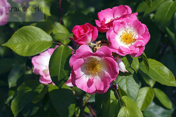 Rose Sorte Erfurt  Strauchrose  Strauch-Rose (Rosa-Hybride Erfurt)