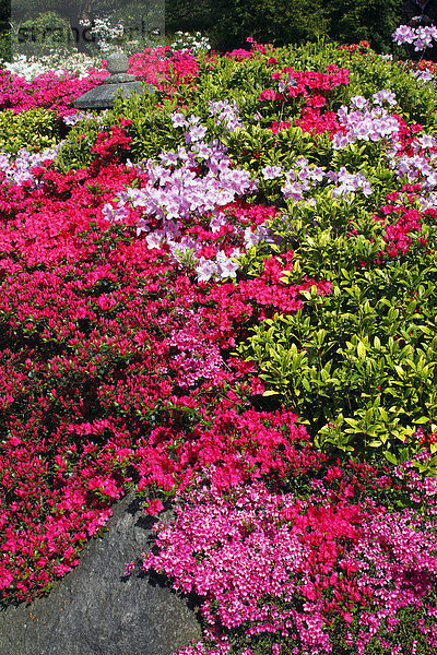 Blühender Rhododendron-Garten  Rhododendren  Azaleen  Japanischer Garten im Botanischen Garten Hamburg  Deutschland  Europa