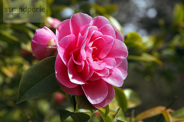 Blühende Kamelie Sorte Debbie (Camellia Hybride Debbie)