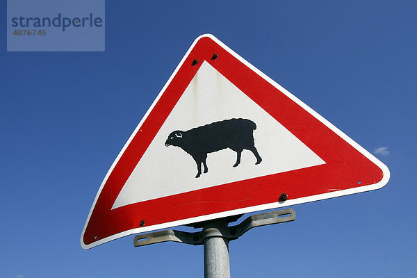 Schild mit Schaf am Elbdeich  Verkehrsschild  Warnschild  Altes Land  Niedersachsen  Deutschland  Europa