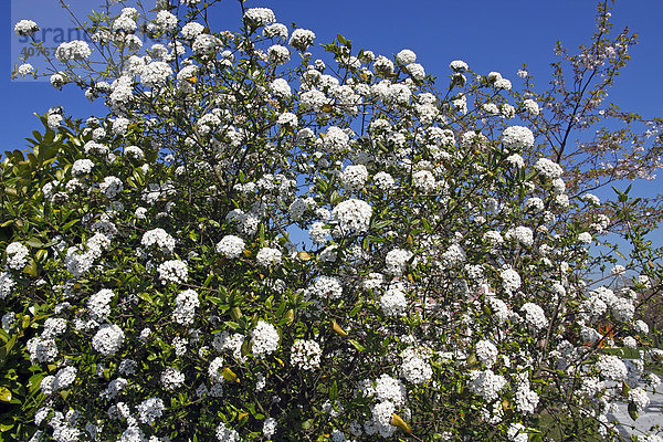 Burkwoods Schneeball  Duft-Schneeball  Oster-Duft-Schneeball  Blühender Schneeball-Strauch (Viburnum x burkwoodii)