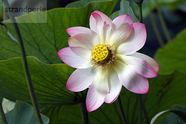 Indische Lotusblume (Nelumbo nucifera)  Blüte  Blätter