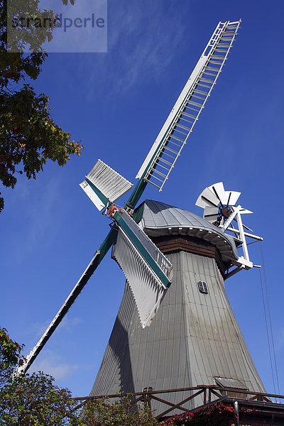 Braaker Mühle  historische Windmühle mit Windrose  zweistöckiger Galerieholländer  Braak  Kreis Stormarn  Schleswig-Holstein  Deutschland  Europa