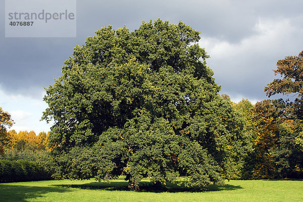 Einzeln stehende mächtige alte Eiche im Park  Stieleiche  Stiel-Eiche (Quercus robur) mit beginnender Herbstfärbung  Solitärbaum