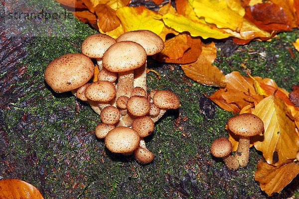Gemeiner Hallimasch  Goldgelber Hallimasch  Honiggelber Hallimasch (Armillaria mellea)  junge Pilze auf Baumwurzel wachsend