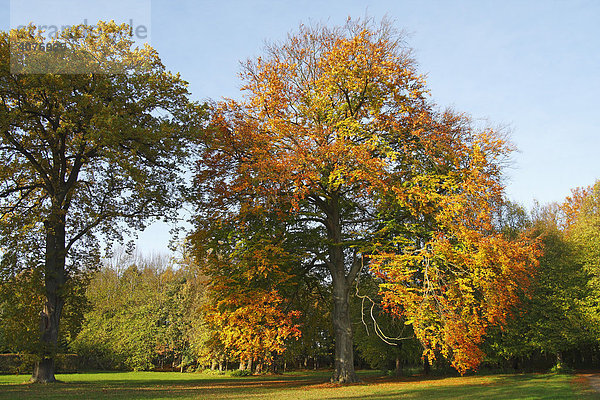 Bäume im Herbst  Rotbuche (Fagus sylvatica) und Eiche (Quercus robur) im herbstlichen Park  Blätter in Herbstfärbung