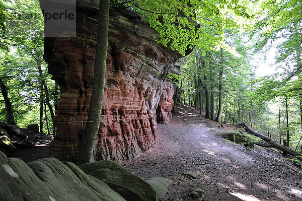Altschlossfelsen  Eppenbrunn  Naturpark Pfälzerwald  Pfalz  Rheinland-Pfalz  Deutschland  Europa