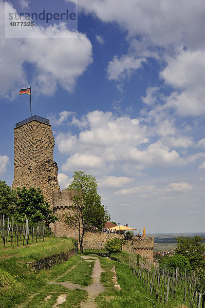 Die Wachtenburg inmitten von Weinbergen mit Blick ins Rheintal  Wachenheim  Naturpark Pfälzerwald  Pfalz  Rheinland-Pfalz  Deutschland  Europa