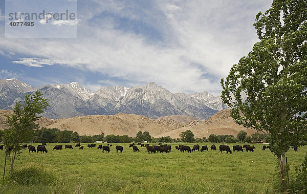 Kühe grasen auf einer Weide im kalifornischen Owens Valley am Fuße der Alabama Hills und der Sierra Nevada Gebirgskette  Lone Pine  Kalifornien  USA