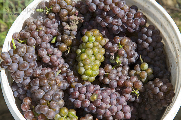 Pinot gris-Trauben  geerntet im Karma Vista Weingut in Coloma  südwestlich von Michigan  USA