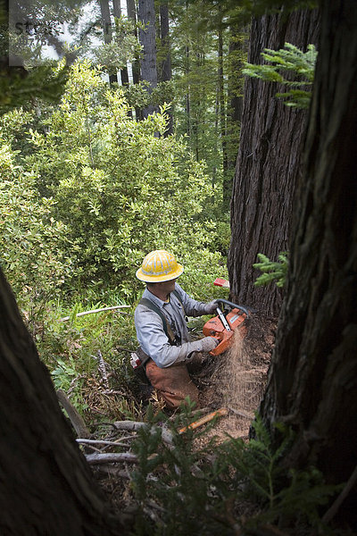 Arbeiter beim Fällen von Rotholzbäumen  Fort Bragg  nördliches Kalifornien  USA