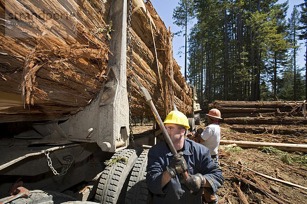 Arbeiter bei der Abholzung von Rotholzbäumen  Fort Bragg  nördliches Kalifornien  USA