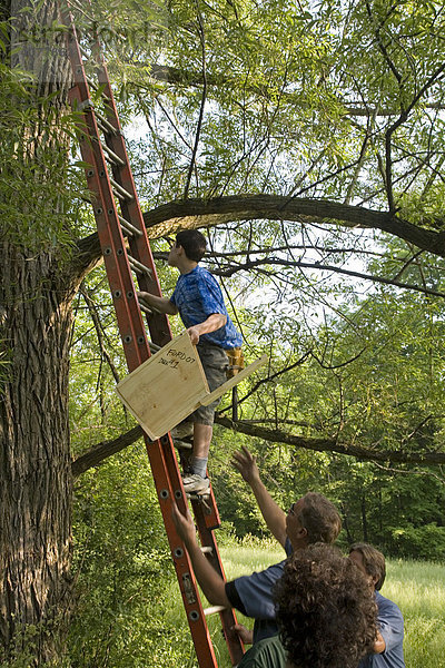 Pfadfinder hängen eine Kiste als Nistplatz für Enten in einen Baum  Redford Township  Michigan  USA