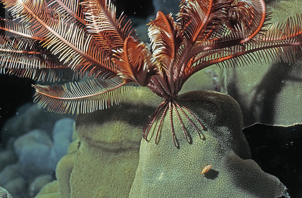 Malediven-Haarstern (Dichrometra flagellata)  Indischer Ozean