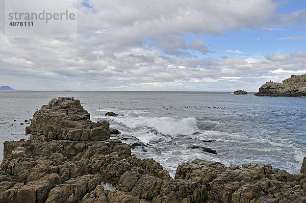 Walker Bay  Hermanus  Südafrika  Afrika