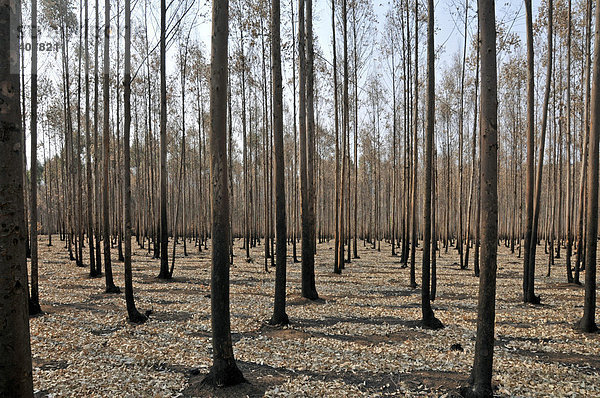 Eukalyptuswald (Eucalyptus)  durch Brandrodung schwarz gefärbte Stämme  Swaziland  Südafrika  Afrika