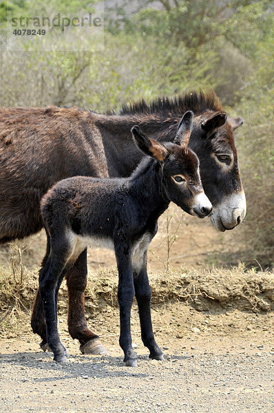 Eselstute (Equus asinus) mit Jungtier  Swaziland  Südafrika  Afrika