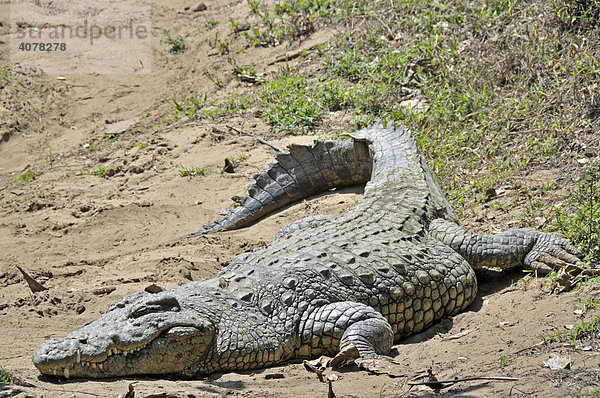 Nilkrokodil (Crocodylus niloticus)  Santa Lucia Crocodile Center  Südafrika  Afrika