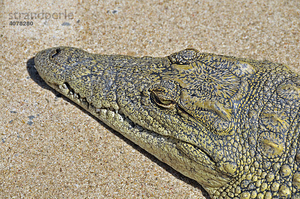 Vierjähriges Nilkrokodil (Crocodylus niloticus)  Santa Lucia Crocodile Center  Südafrika  Afrika