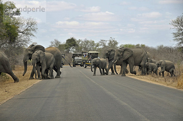Afrikanische Elefanten (Loxodonta africana) überqueren die Straße  Krüger-National Park  Südafrika  Afrika