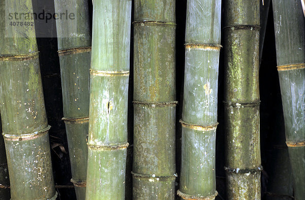 Bambus  Indonesien  Asien