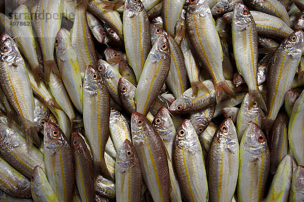 Fisch auf Fischmarkt in Deira  Dubai  Vereinigte Arabische Emirate  Naher Osten