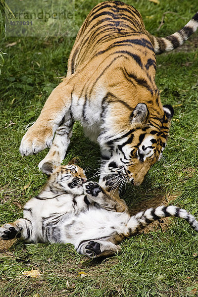 Sibirischer Tiger (Panthera tigris altaica) spielt mit Jungem  Sibirien  Asien  Zoo